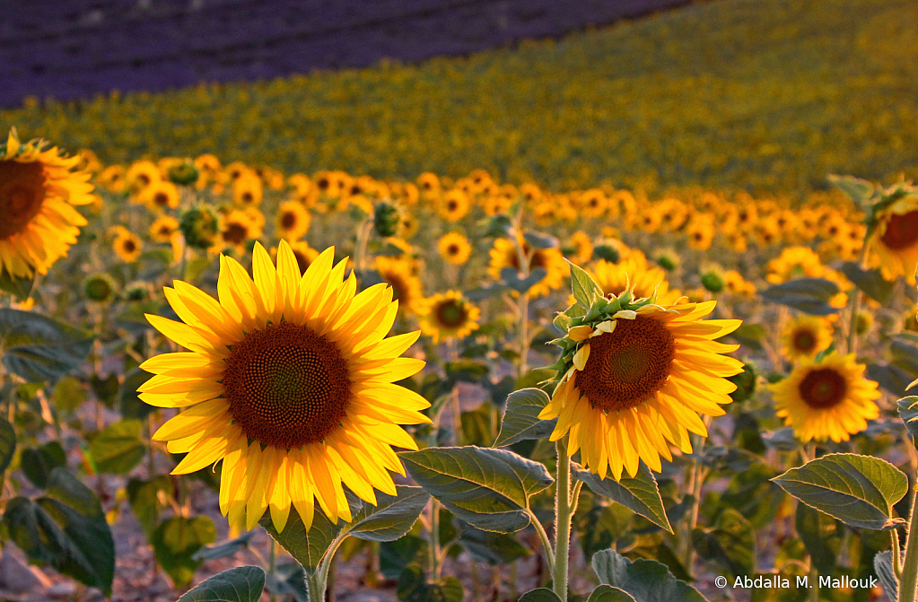 Provence 2