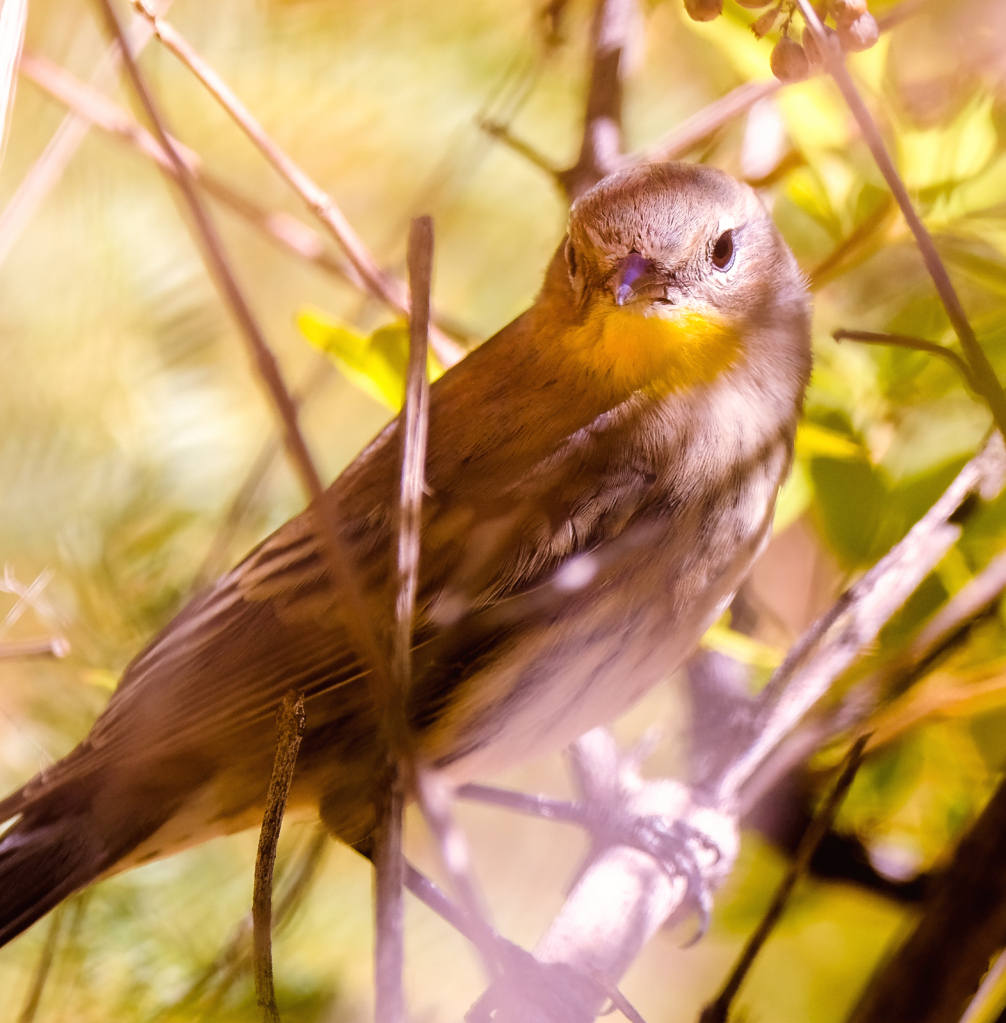 Backyard birdwatching 