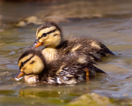 Selective Focus on a Duckling