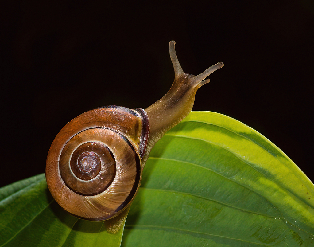 Snail