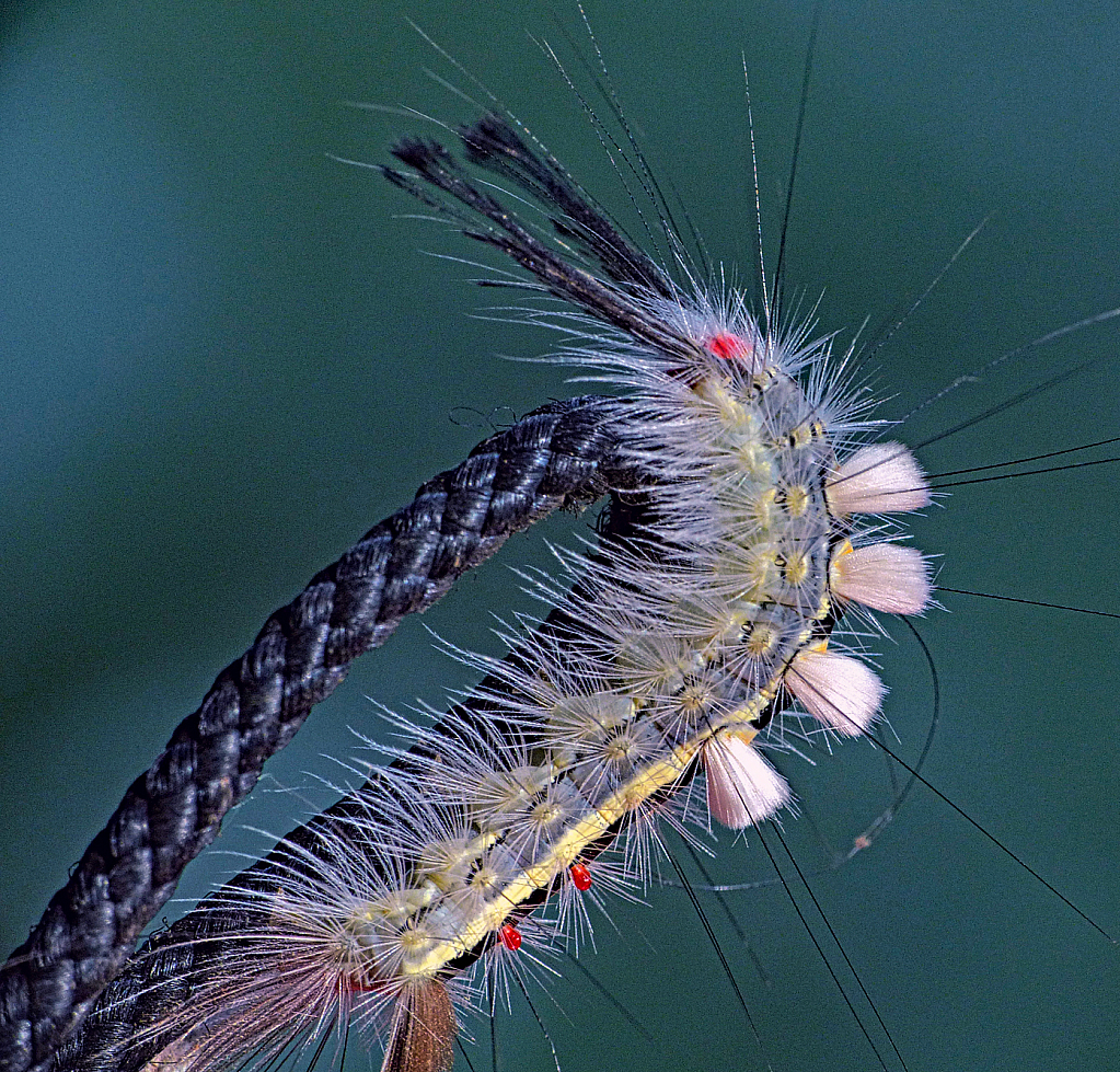 Tussock Moth Caterpillar