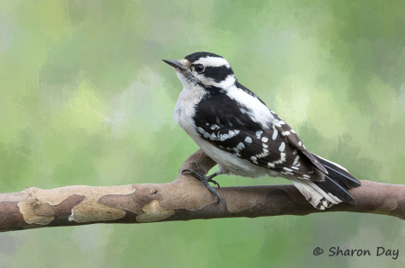 Downy Woodpecker