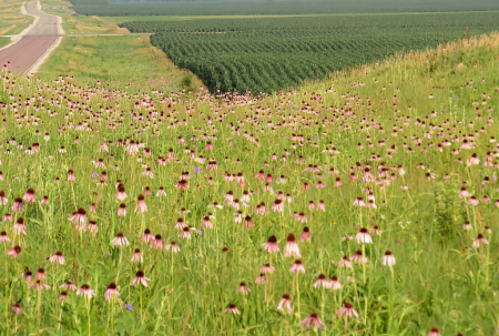 Wildflower Ditch On An Iowa Summer Day