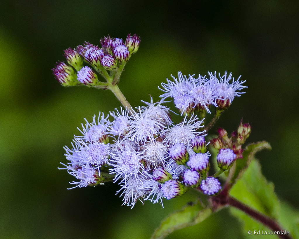 Fall Purple