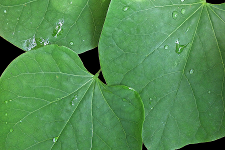 Catalpa Leaves
