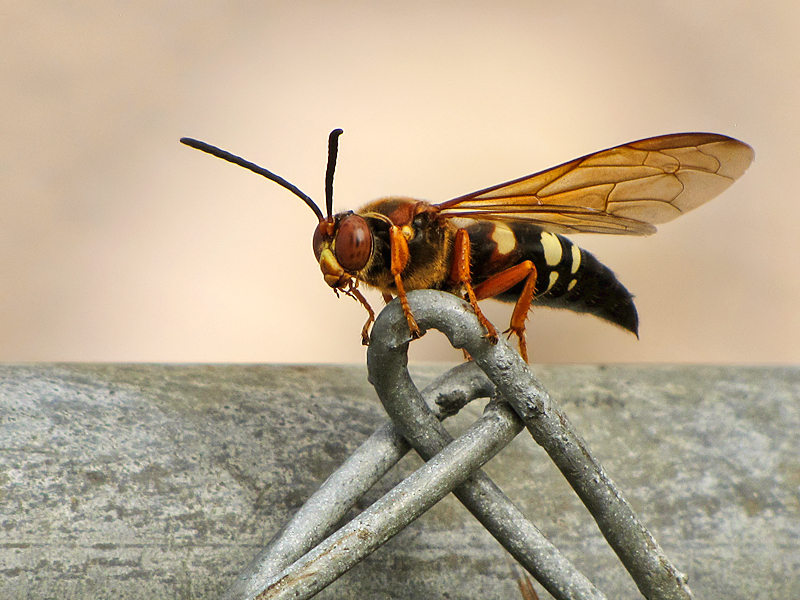 Cicada Killer Wasp