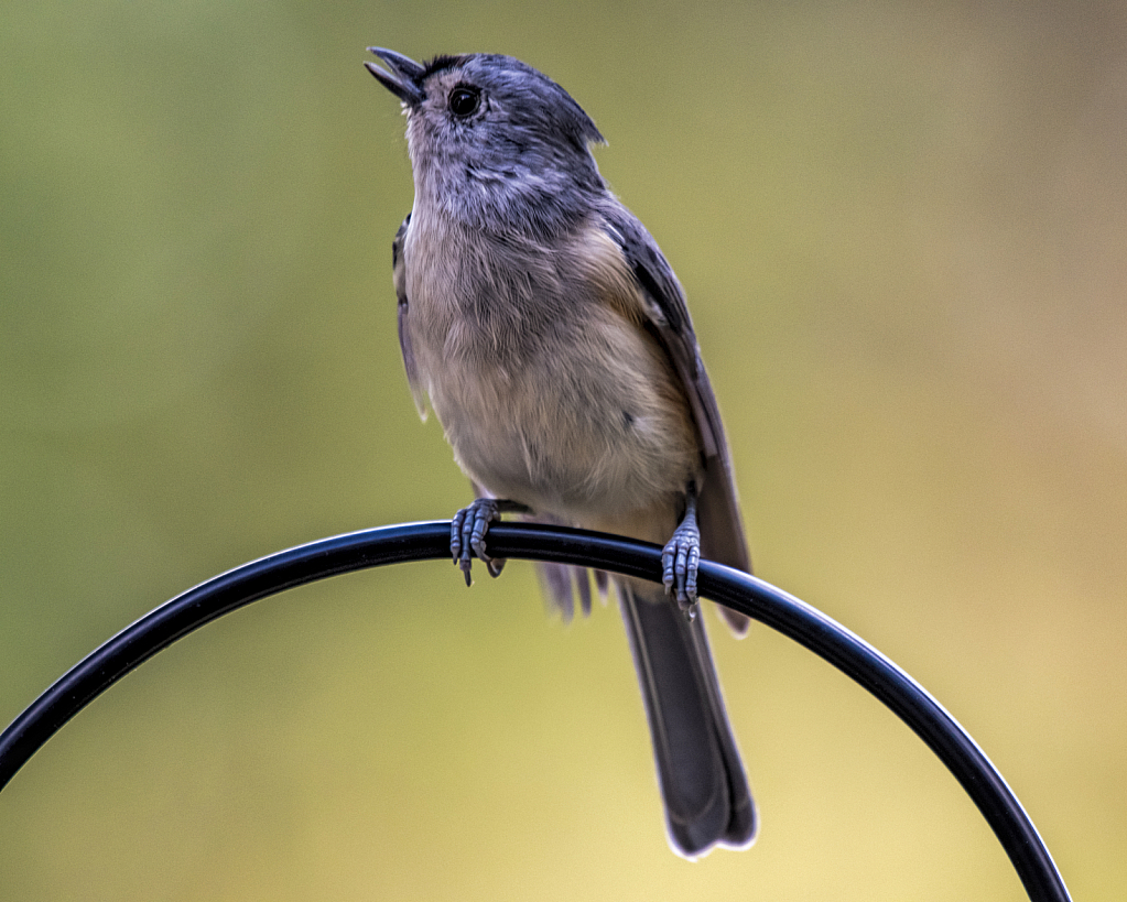 Titmouse