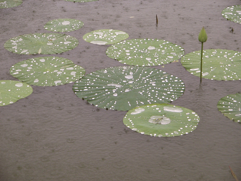 Water lillies