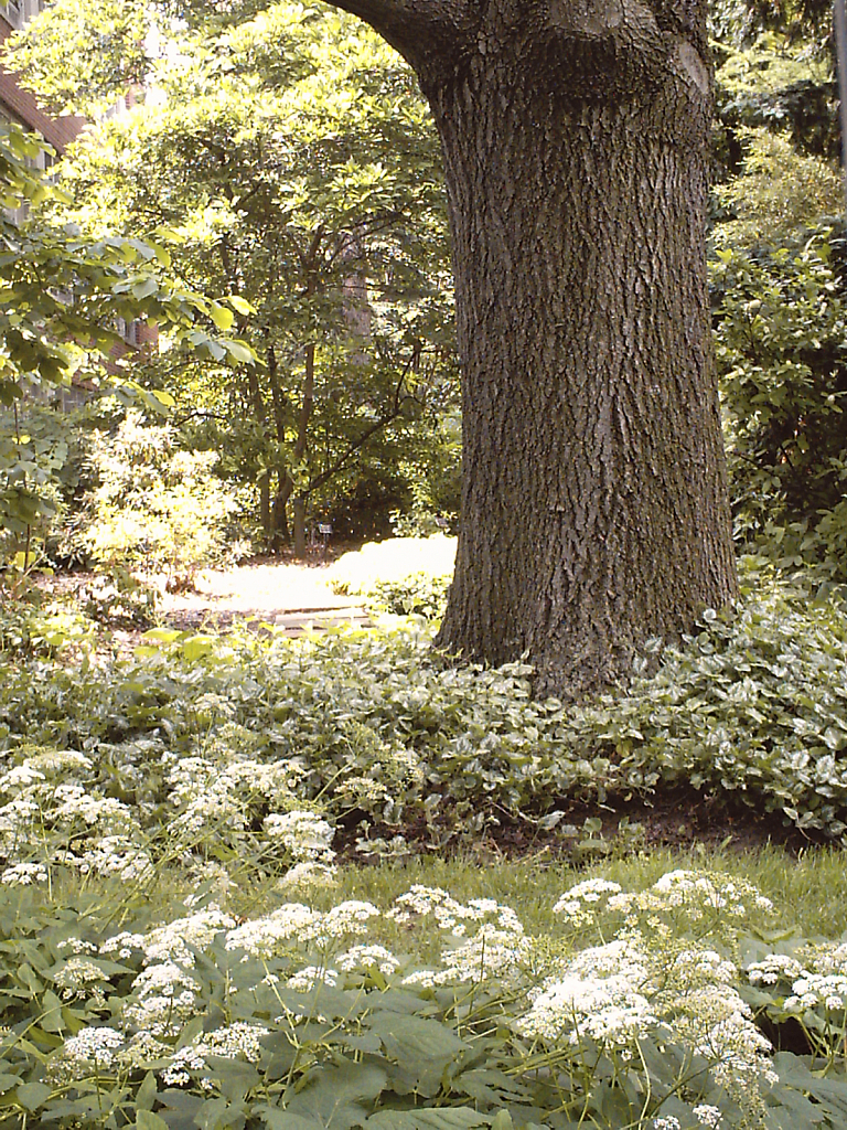 Tree with wild flowers