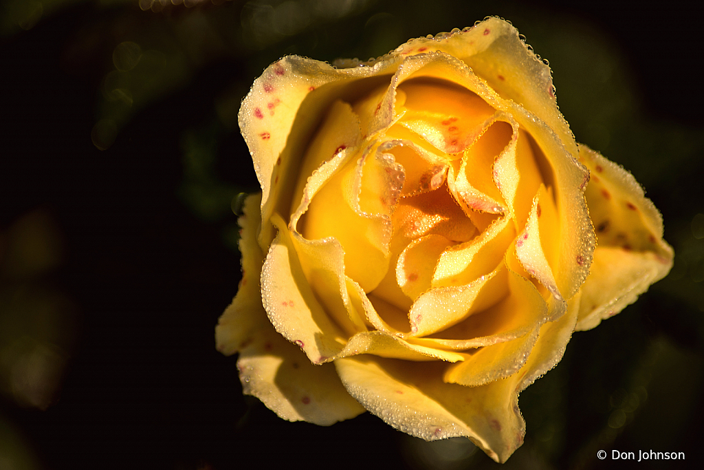 A Terrific Yellow Rose 9-20-20 166