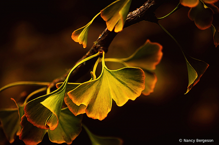 Gingko Leaves