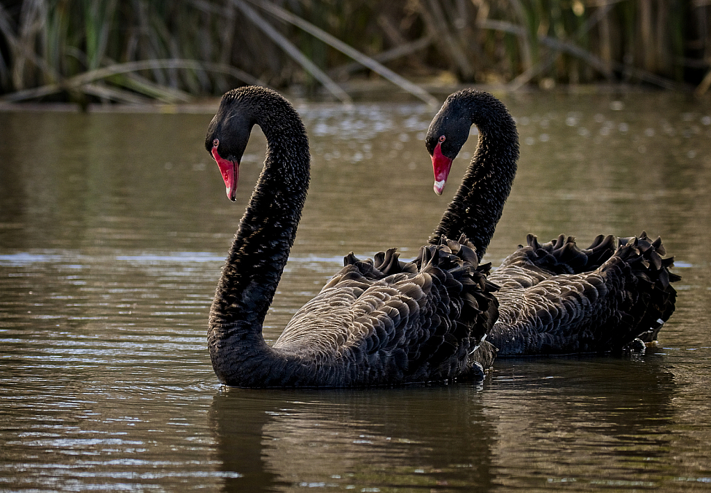 Courting