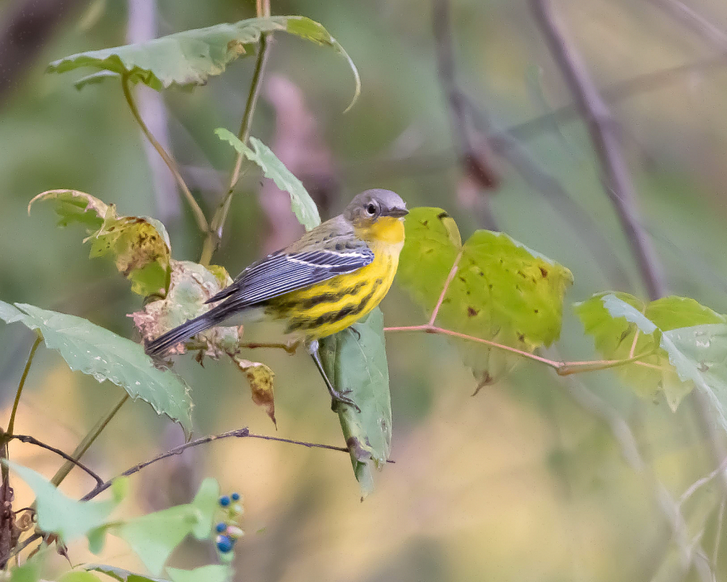 The Female Magnolia Warbler - My First!! - ID: 15860097 © Kitty R. Kono