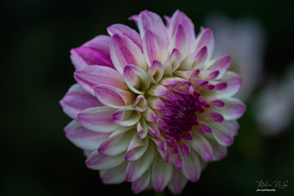 Dahlia