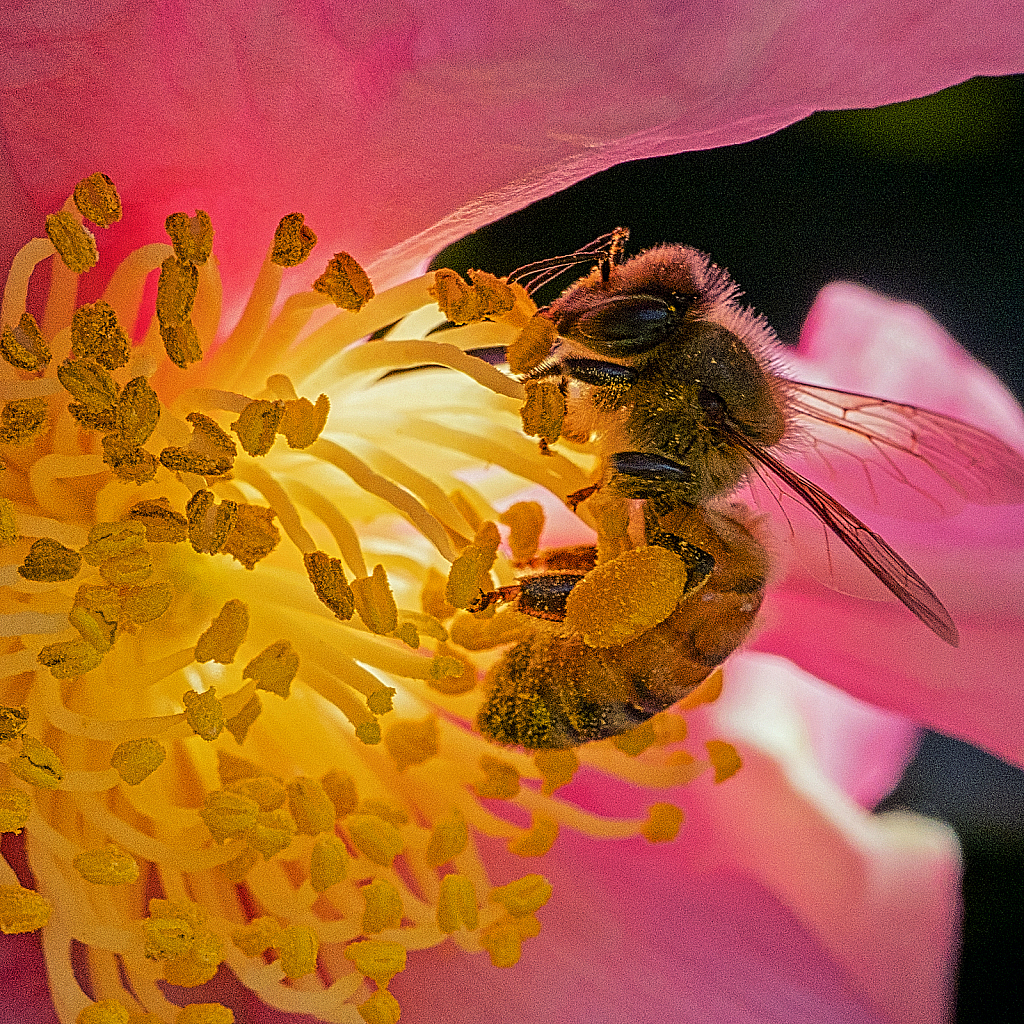 Busy - ID: 15860049 © Janet Criswell