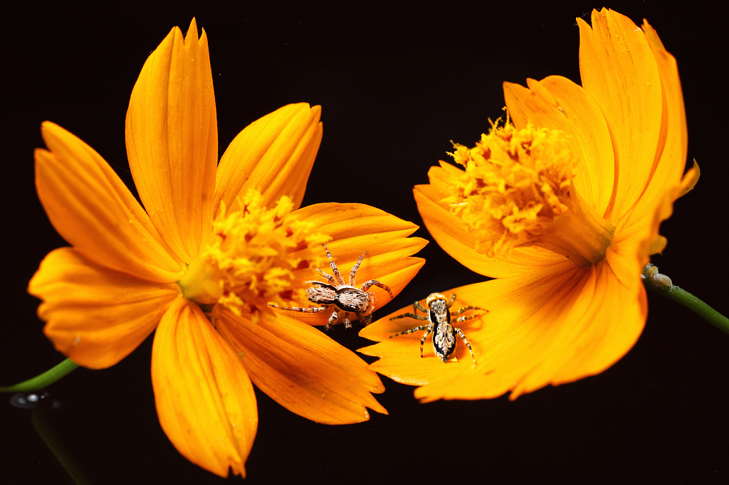 Yellow flowers