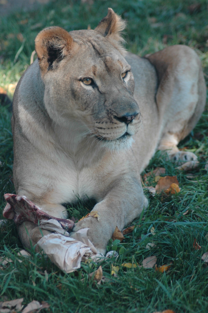 Guarding breakfast!