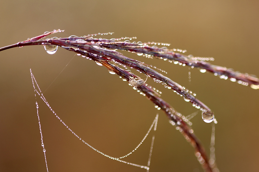 Weeds And Webs And Water Drops