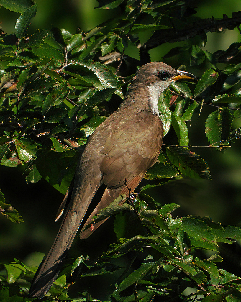 Yellow-billed Cuckoo - ID: 15860140 © Janet Criswell