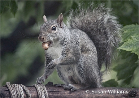 Squirrel with Prize Peanut