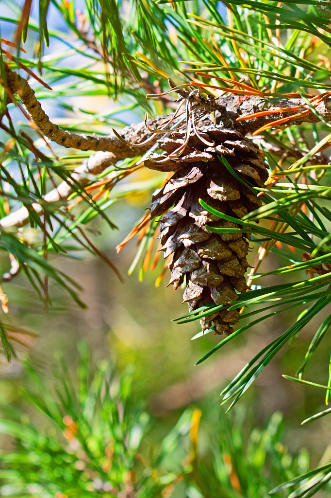 A Single Pine Cone