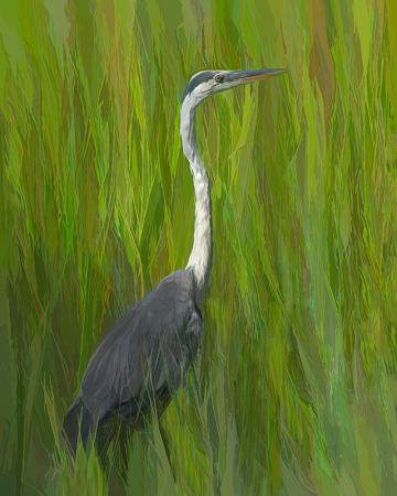 Great Blue Heron in the Tall Grass