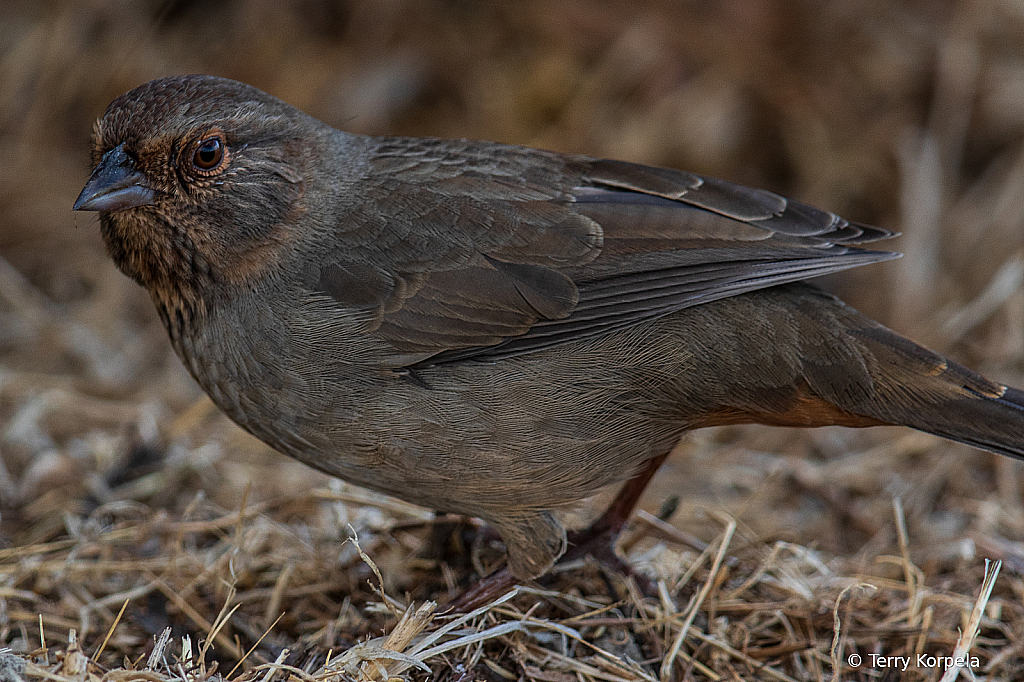 California Towhee Closeup