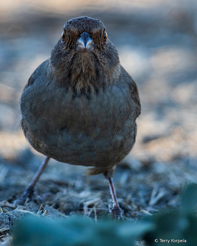 California Towhee 