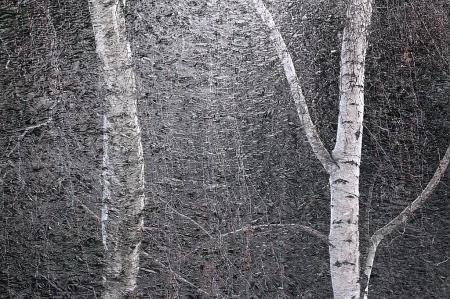Winter birches and ice