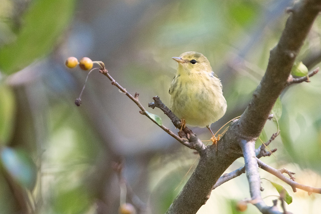 Black Pol Warbler - ID: 15860911 © Kitty R. Kono