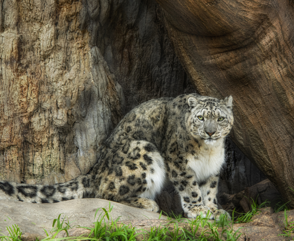 Snow Leopard - ID: 15860826 © Lynn Andrews