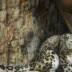 2Snow Leopard - ID: 15860826 © Lynn Andrews