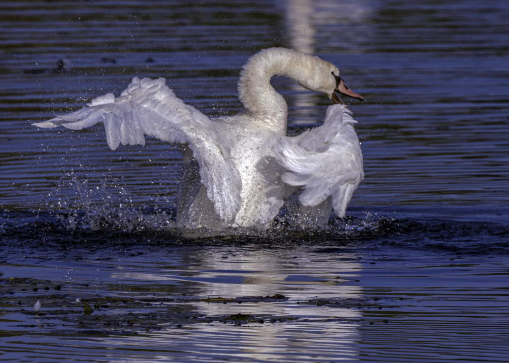 Dancing Swan
