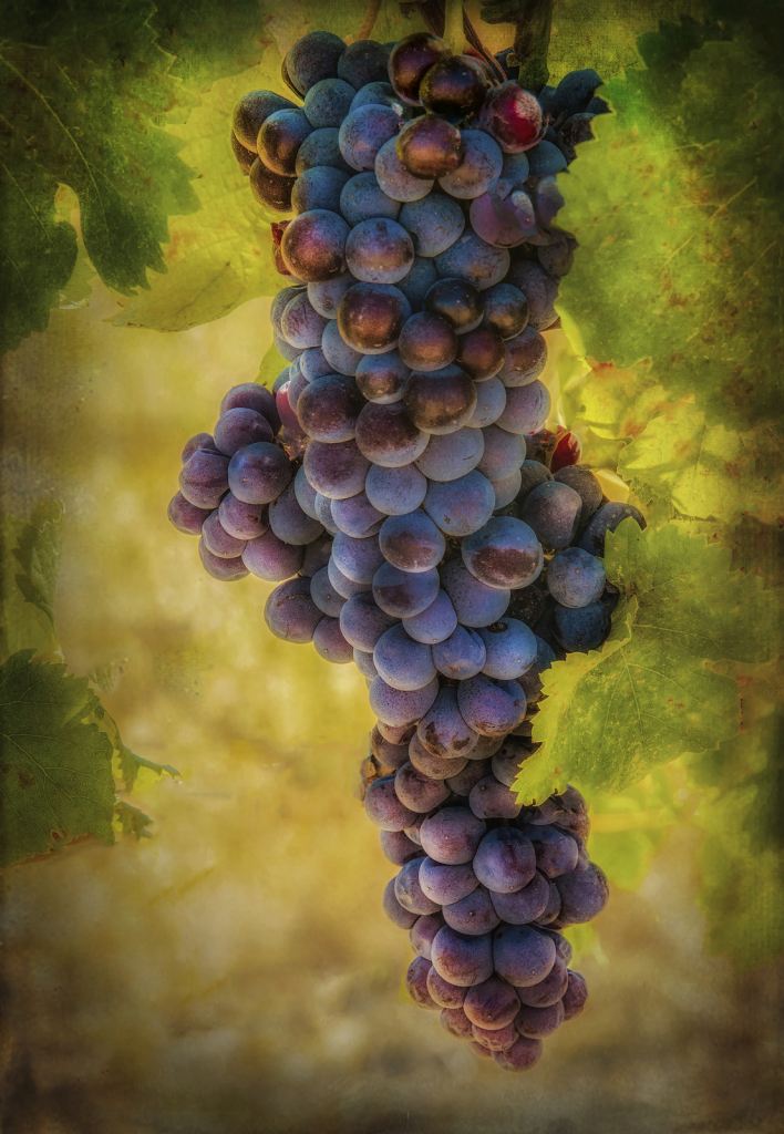 Grapes of Wrath - ID: 15860827 © Lynn Andrews