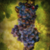 2Grapes of Wrath - ID: 15860827 © Lynn Andrews