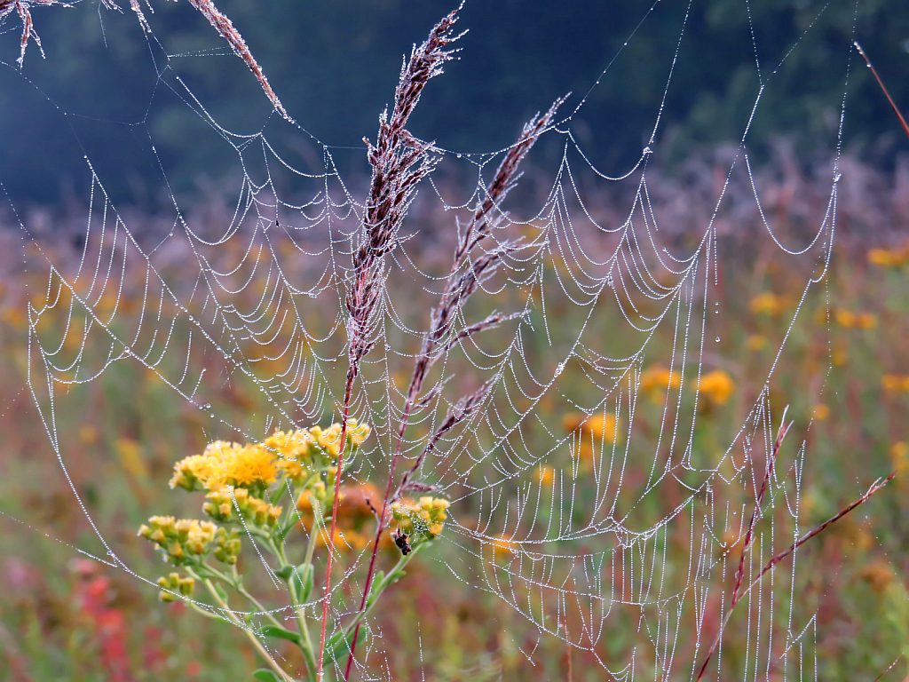Wildflowers Weeds And Wet Webs OnThe Prairie 