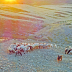 © Elias A. Tyligadas PhotoID# 15860932: The Flock out there...