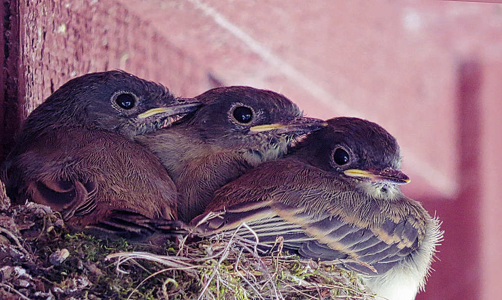 Phoebes - ID: 15860958 © Janet Criswell