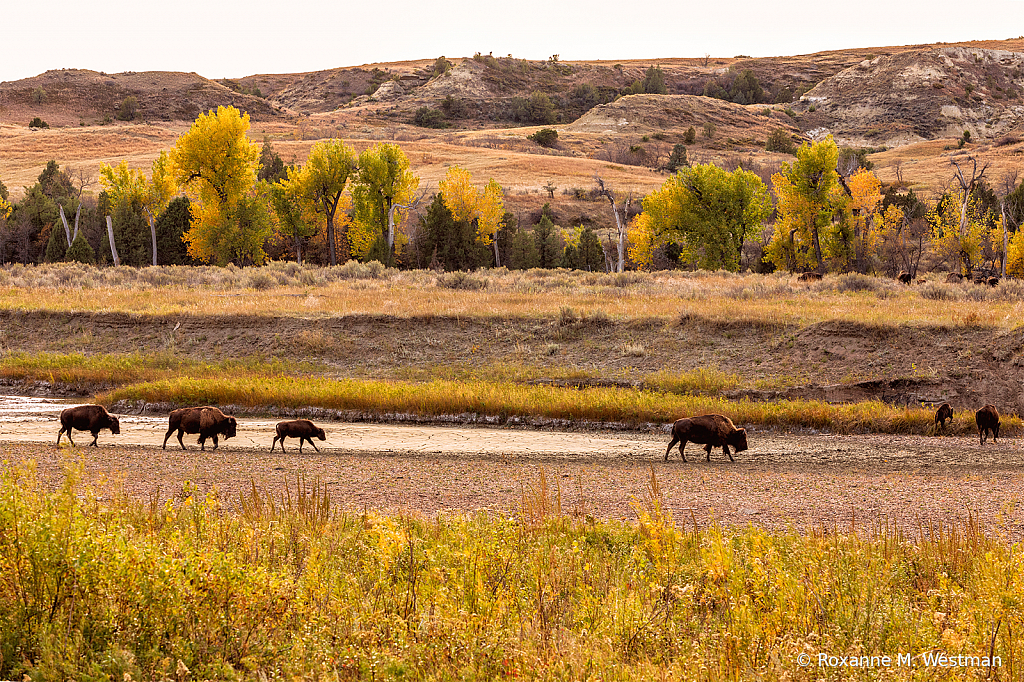 Afternoon stroll on the Little Missouri - ID: 15861046 © Roxanne M. Westman