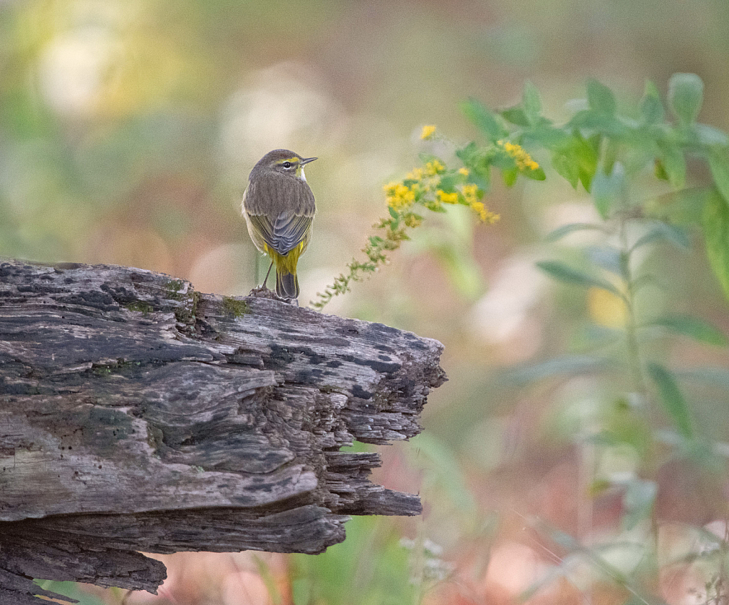 The Palm Warbler