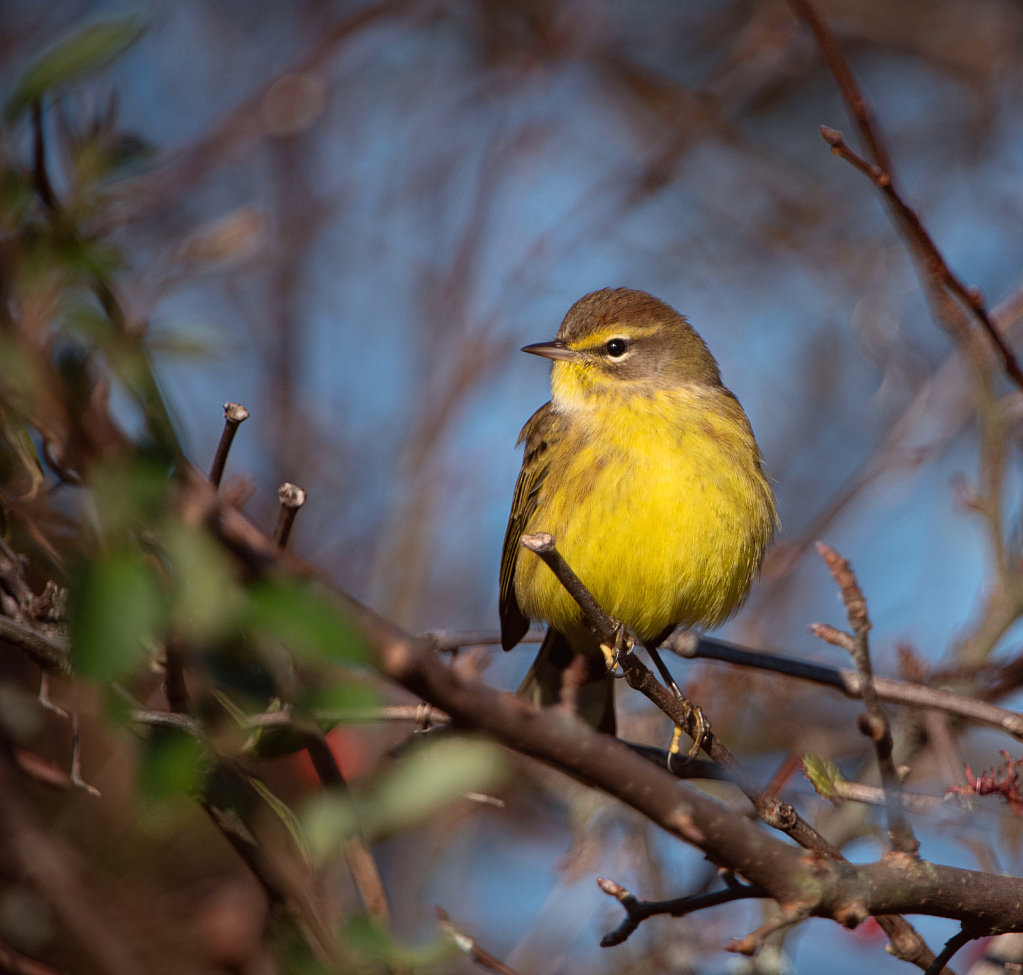 The Palm Warbler with Yellow Vest - ID: 15861050 © Kitty R. Kono