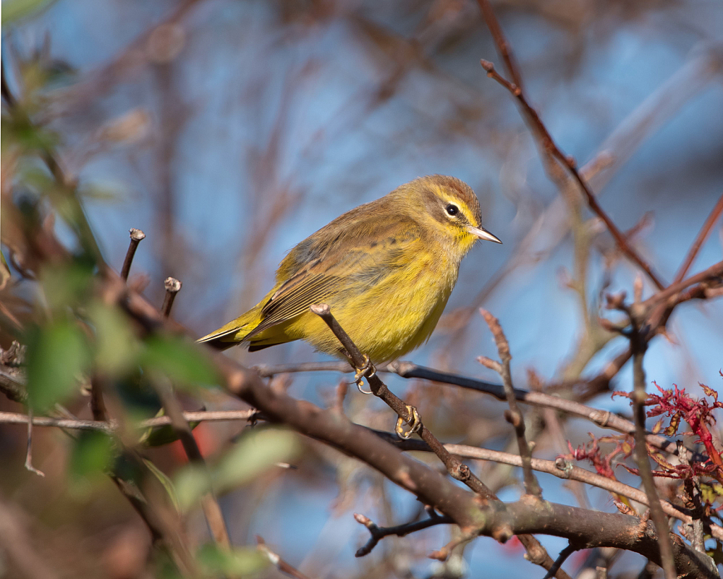 The Palm Warbler in the Woods