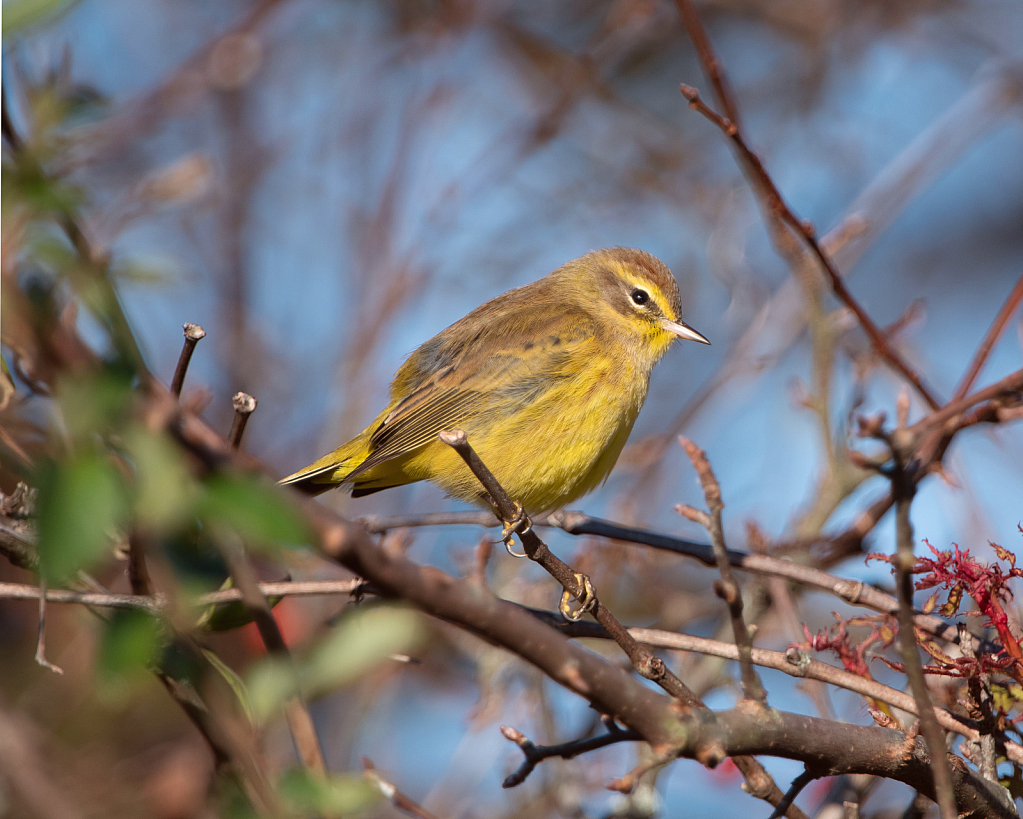 The Palm Warbler in the Woods