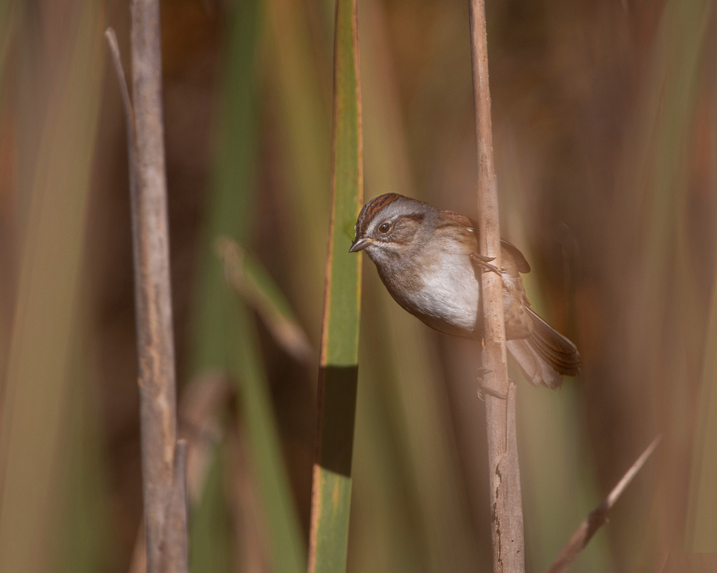 Clay Colored Sparrow in the Reeds