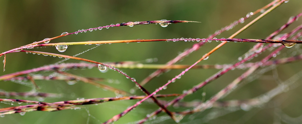 Drops On A Weed