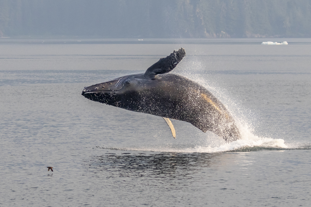 Breaching Whale  