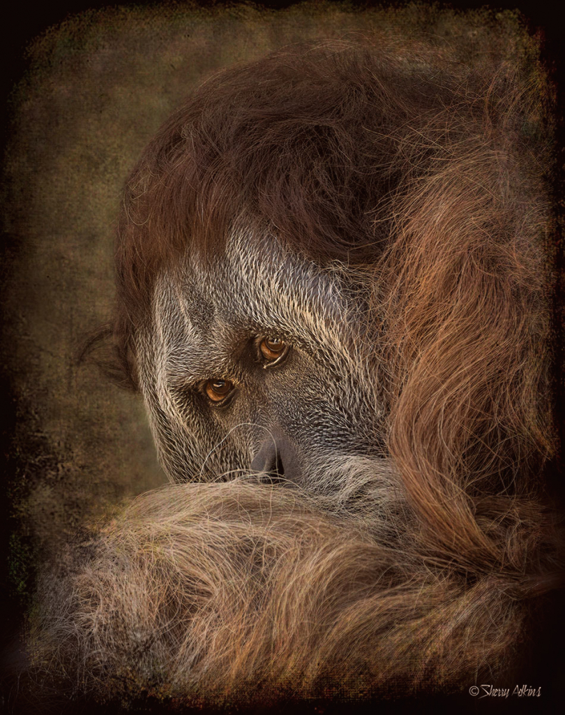 Orangutan - ID: 15861525 © Sherry Karr Adkins