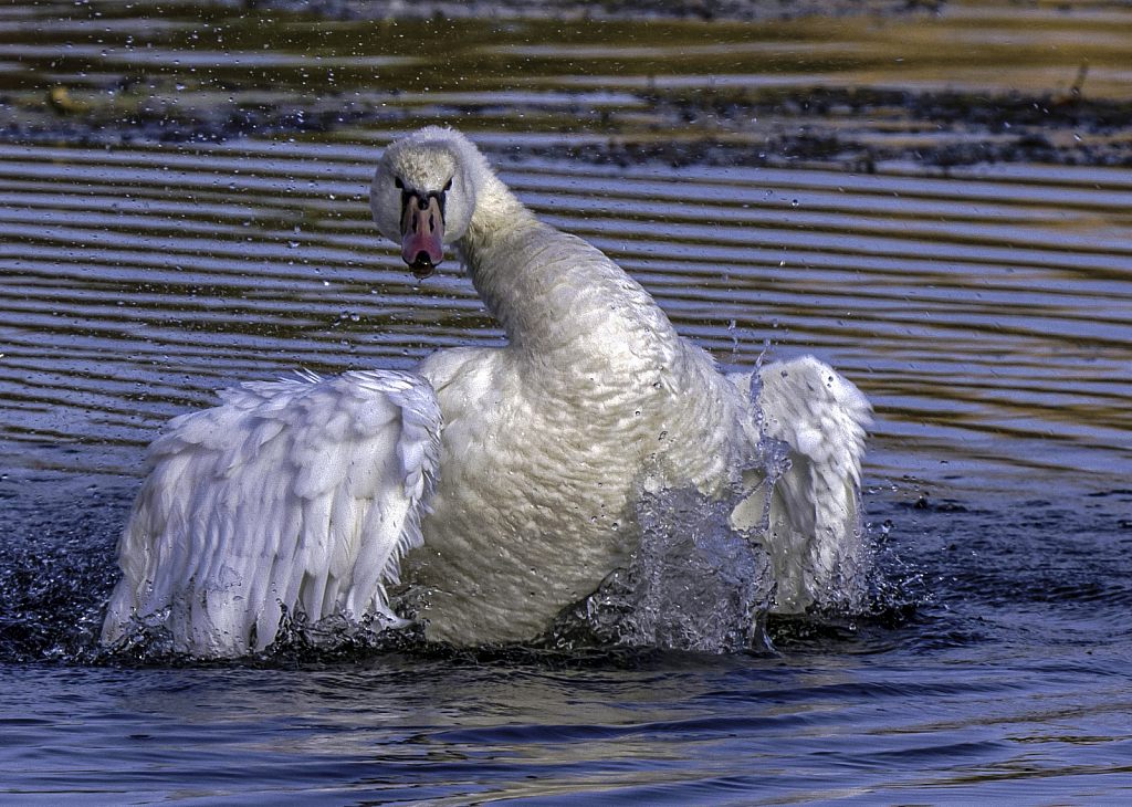 Dancing Swan #2