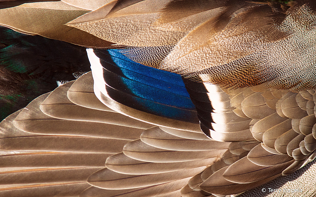 Close Up of a Male Mallards Wing - ID: 15861651 © Terry Korpela