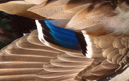 Close Up of a Male Mallards Wing